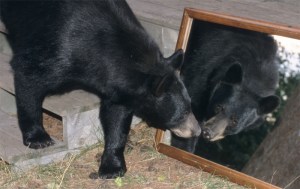 Bear in mirror