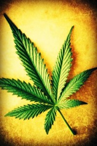 Cannabis leaf on grunge background, shallow DOF.